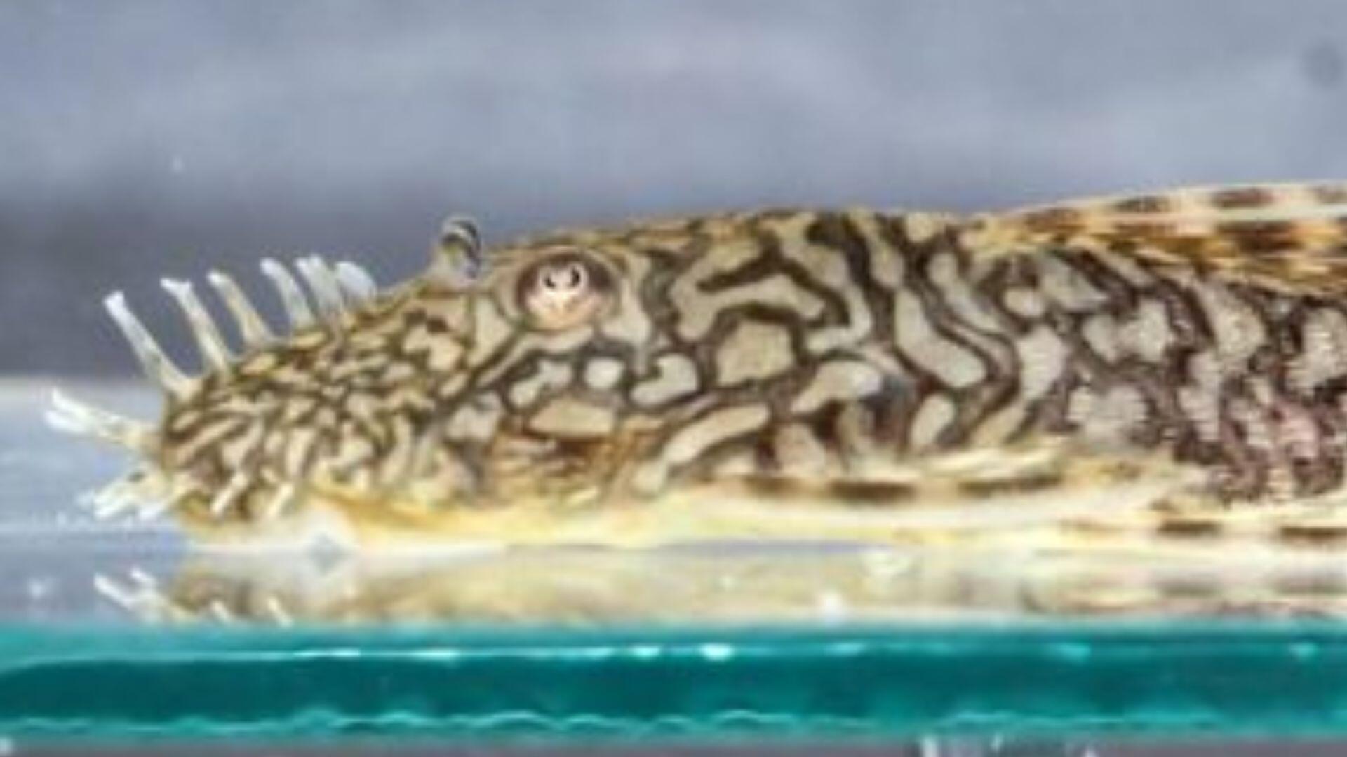 seis-filhotes-de-nova-especie-nascem-em-reproducao-inedita-em-bioparque:-'serao-estudados'