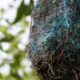 poluicao:-no-brasil,-aves-estao-fazendo-ninhos-com-residuos-plasticos