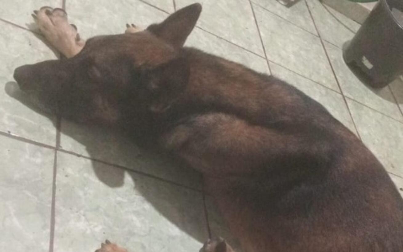 moradora-encontra-e-acolhe-pastor-alemao-perdido-na-regiao-do-taveiropolis,-caicara