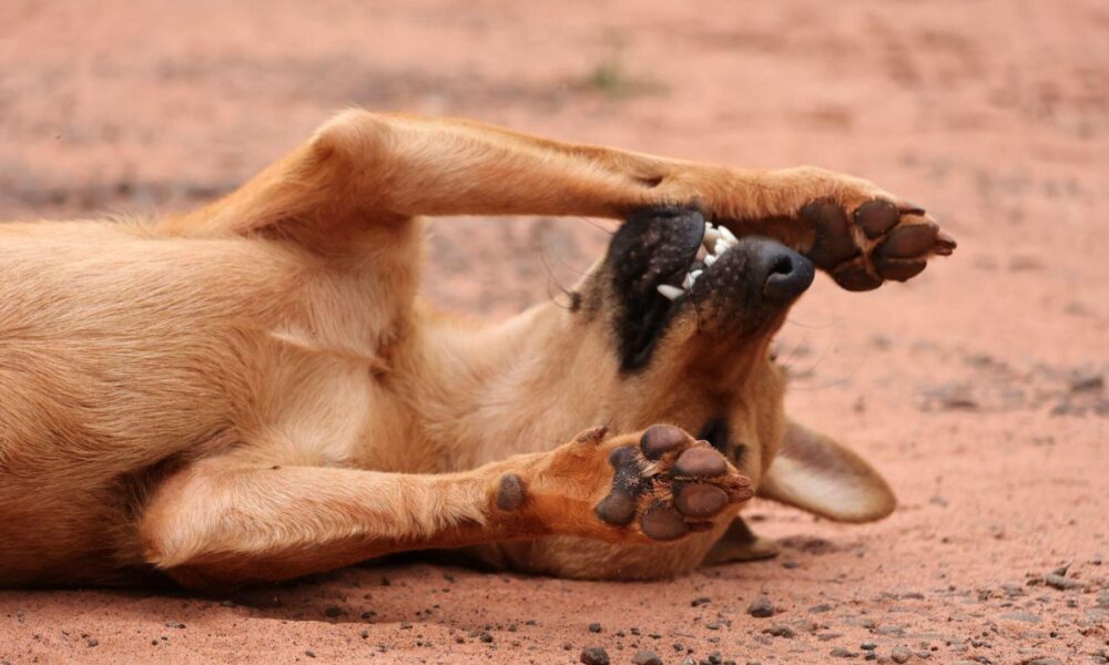 evento-em-prol-de-ongs-animais-vai-eleger-“miss-vira-lata”-em-campo-grande