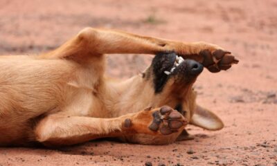 evento-em-prol-de-ongs-animais-vai-eleger-“miss-vira-lata”-em-campo-grande