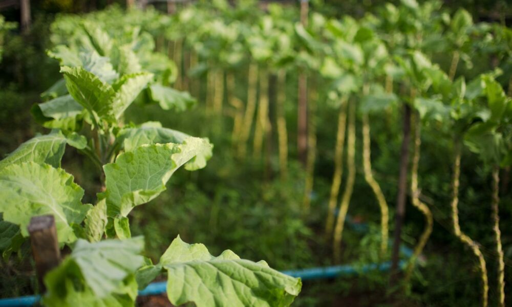 bndes-destina-r$-135-milhoes-a-acoes-sociais-e-ambientais-em-favelas