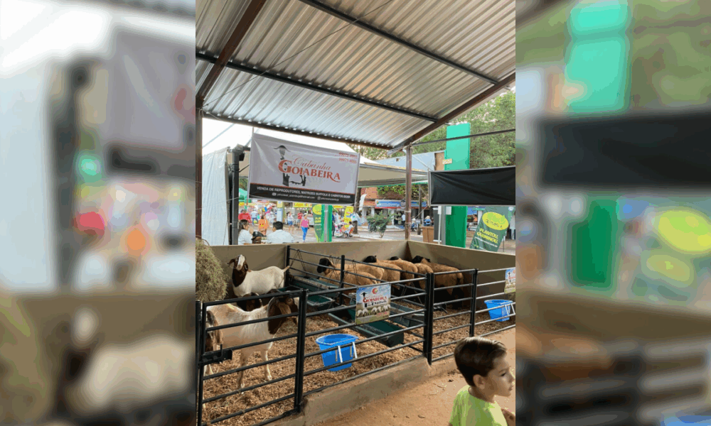 pavilhao-de-ovinos-vai-ofertar-cerca-de-200-animais-na-expoagro