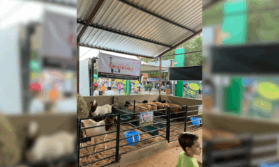 pavilhao-de-ovinos-vai-ofertar-cerca-de-200-animais-na-expoagro
