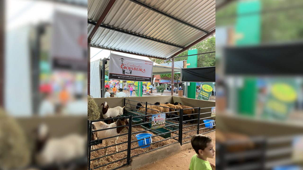 pavilhao-de-ovinos-vai-ofertar-cerca-de-200-animais-na-expoagro