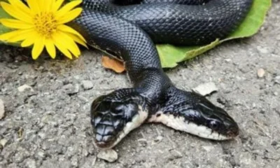 cobra-de-duas-cabecas-chama-a-atencao-moradores-e-turistas em-pet-shop-–-folha-de-dourados-–-noticias-de-dourados-ms-e-regiao