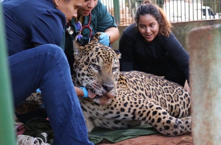 onca-pintada-capturada-no-pantanal-e-transferida-para-area-de-fauna-silvestre-em-sp-–-folha-de-dourados-–-noticias-de-dourados-ms-e-regiao