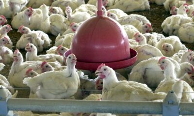 agricultura-confirma-caso-de-gripe-aviaria-em-municipio-do-rs