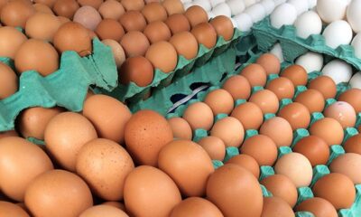 mg-descarta-preventivamente-450-toneladas-de-ovos-ferteis-vindos-do-rs