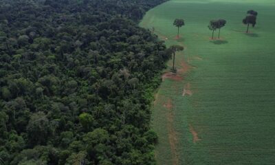 tropicos-registram-perda-recorde-de-floresta-primaria