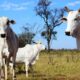 produtores-rurais-tem-ate-2-de-junho-para-declarar-rebanho-em-ms