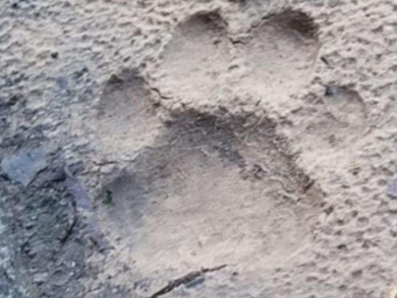 comunidade-ribeirinha-faz-alerta-e-diz-que-onca-esta-por-perto:-'mais-de-60-cachorros-mortos'