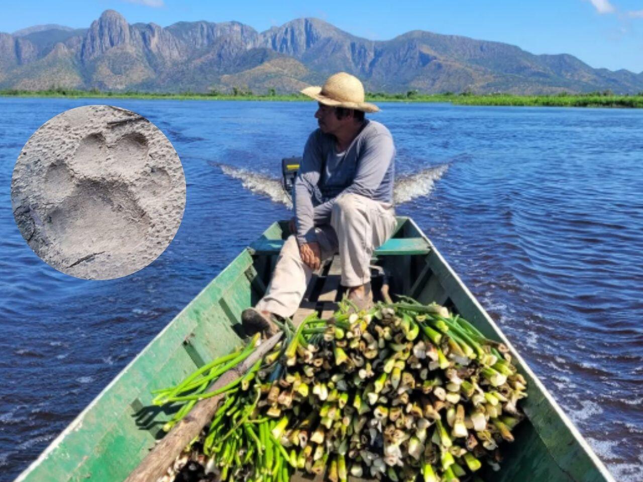 ribeirinhos-usam-rojoes-para-afastar-onca-e-pedem-cerca-eletrica-ou-alambrado-em-comunidade-no-pantanal