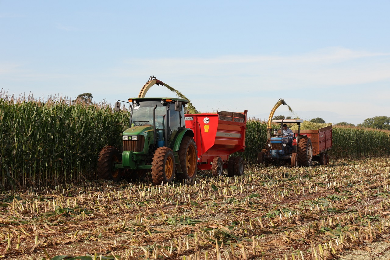 dourados:-prefeitura-apoia-colheita-de-silagem-e-fortalece-producao-de-leite-em-distritos-–-folha-de-dourados-–-noticias-de-dourados-ms-e-regiao