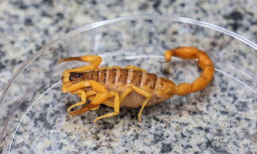 escorpioes-sao-as-principais-causas-de-acidentes-com-animais-peconhentos-em-ms
