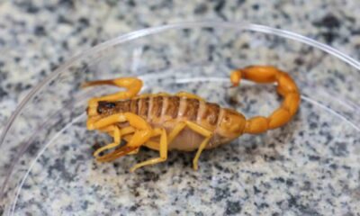 escorpioes-sao-as-principais-causas-de-acidentes-com-animais-peconhentos-em-ms