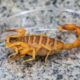 escorpioes-sao-as-principais-causas-de-acidentes-com-animais-peconhentos-em-ms