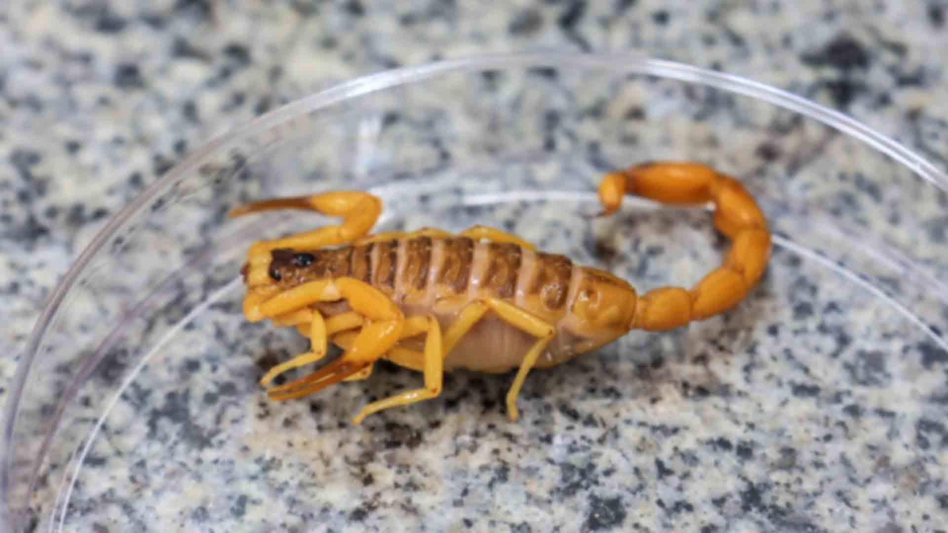 escorpioes-sao-as-principais-causas-de-acidentes-com-animais-peconhentos-em-ms