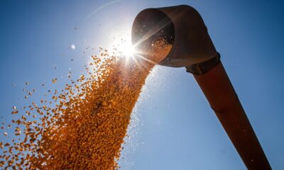 brasil-podera-ter-novo-recorde-na-producao-de-graos-na-safra-2024/2025