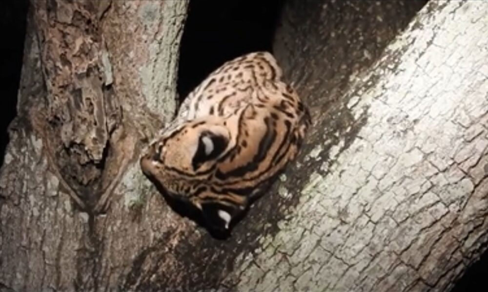 video:-rainha-da-seducao,-jaguatirica-no-cio-faz-de-tudo-para-mostrar-que-esta-'receptiva'