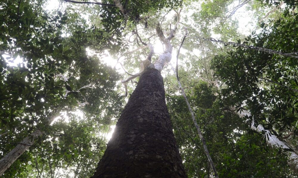 brasil-espera-mobilizacao-do-brics-para-resultados-ambiciosos-na-cop30