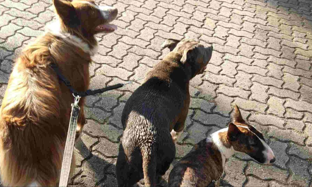 entre-arranhoes-e-'lambeijos',-babas-de-pets-lucram-ate-r$-10-mil-em-campo-grande