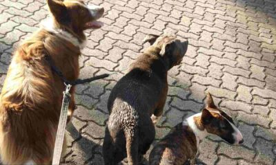 entre-arranhoes-e-'lambeijos',-babas-de-pets-lucram-ate-r$-10-mil-em-campo-grande