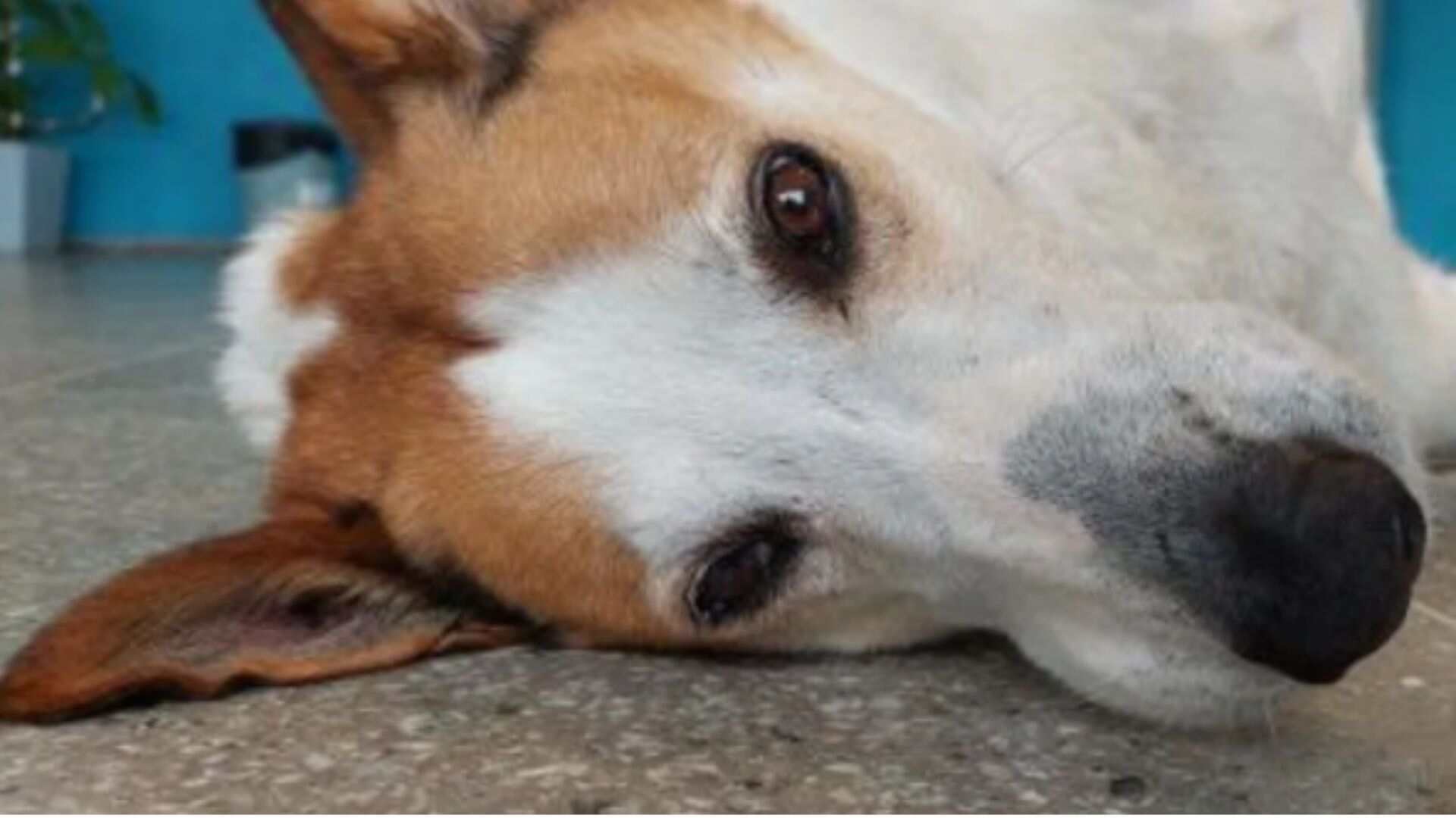 novo-lar:-apos-viralizar-na-internet,-cao-silveira-e-adotado-por-familia