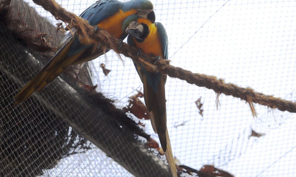 morte-de-mais-quatro-aves-fecha-ao-publico-zoologico-do-rio