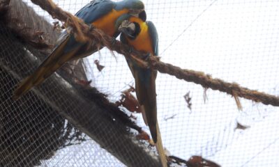 morte-de-mais-quatro-aves-fecha-ao-publico-zoologico-do-rio
