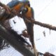 morte-de-mais-quatro-aves-fecha-ao-publico-zoologico-do-rio
