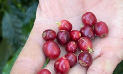 china-habilita-183-empresas-brasileiras-a-exportar-cafe-para-o-pais