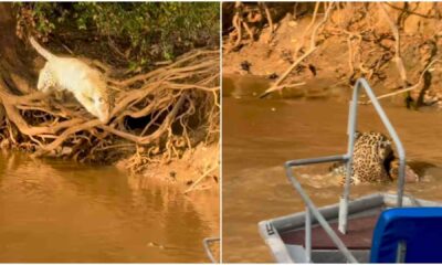 video:-turistas-flagram-onca-atacando-jacare-em-parque-do-pantanal