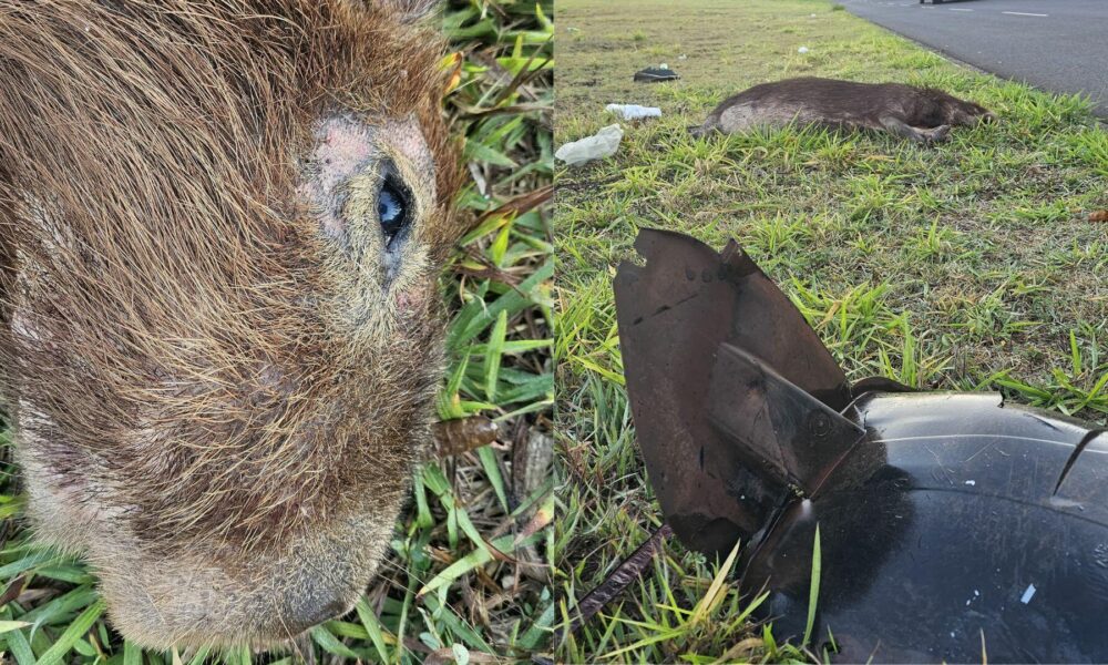 voce-sabia-que-atropelamento-de-animais-silvestres-pode-ser-considerado-crime?-entenda