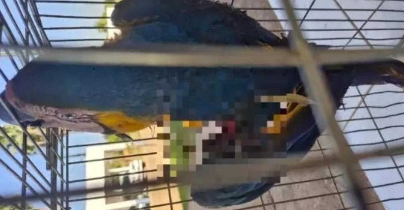 linha-com-cerol-corta-asa-de-arara-caninde