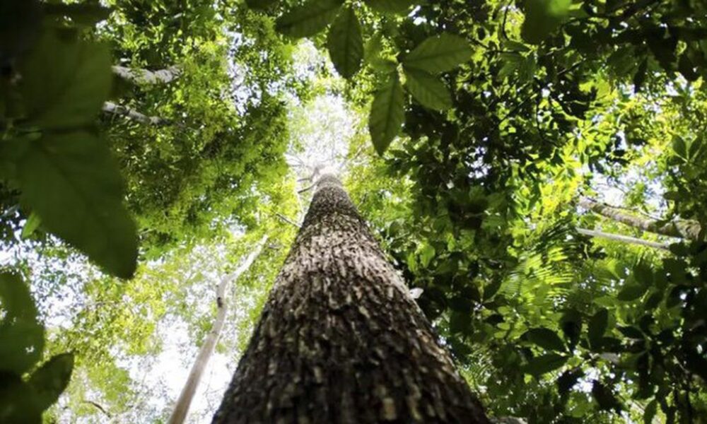 paises-defendem-fundo-florestal-com-recursos-carimbados-para-indigenas