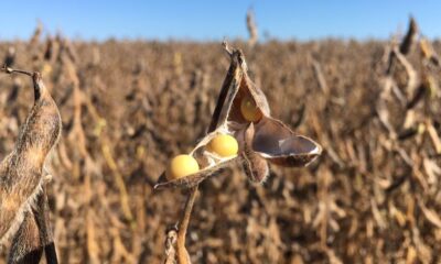 justica-suspende-decisao-do-cade-sobre-moratoria-da-soja