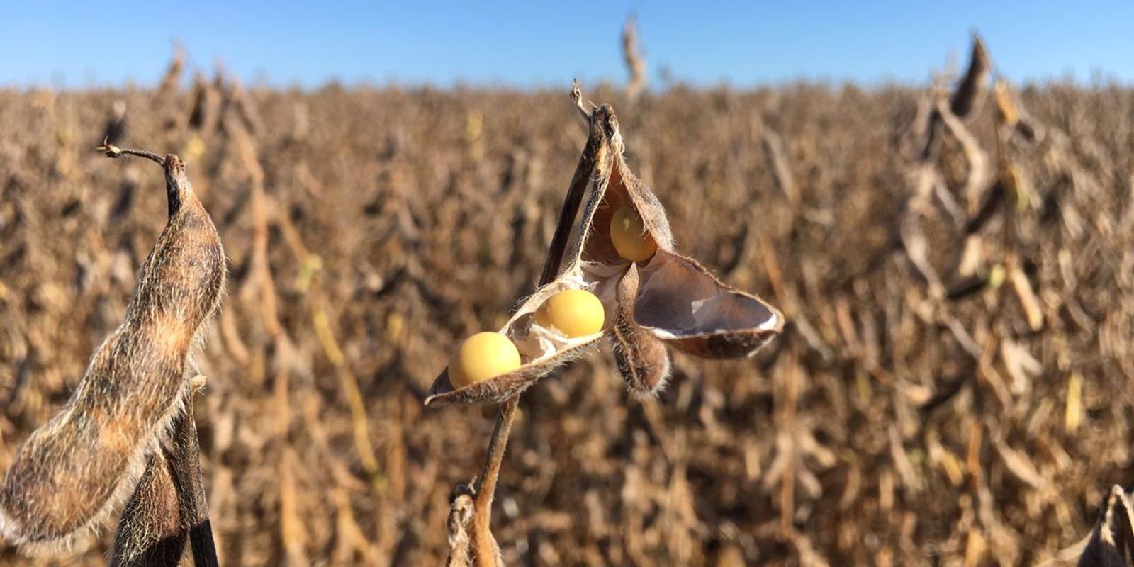 justica-suspende-decisao-do-cade-sobre-moratoria-da-soja