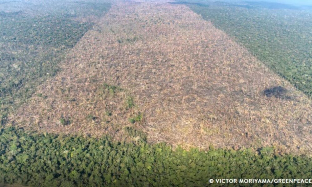desmatamento-e-responsavel-por-mais-de-28-mil-mortes-anuais-por-calor