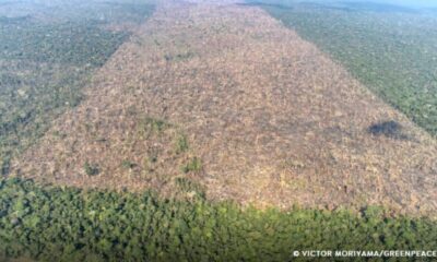 desmatamento-e-responsavel-por-mais-de-28-mil-mortes-anuais-por-calor