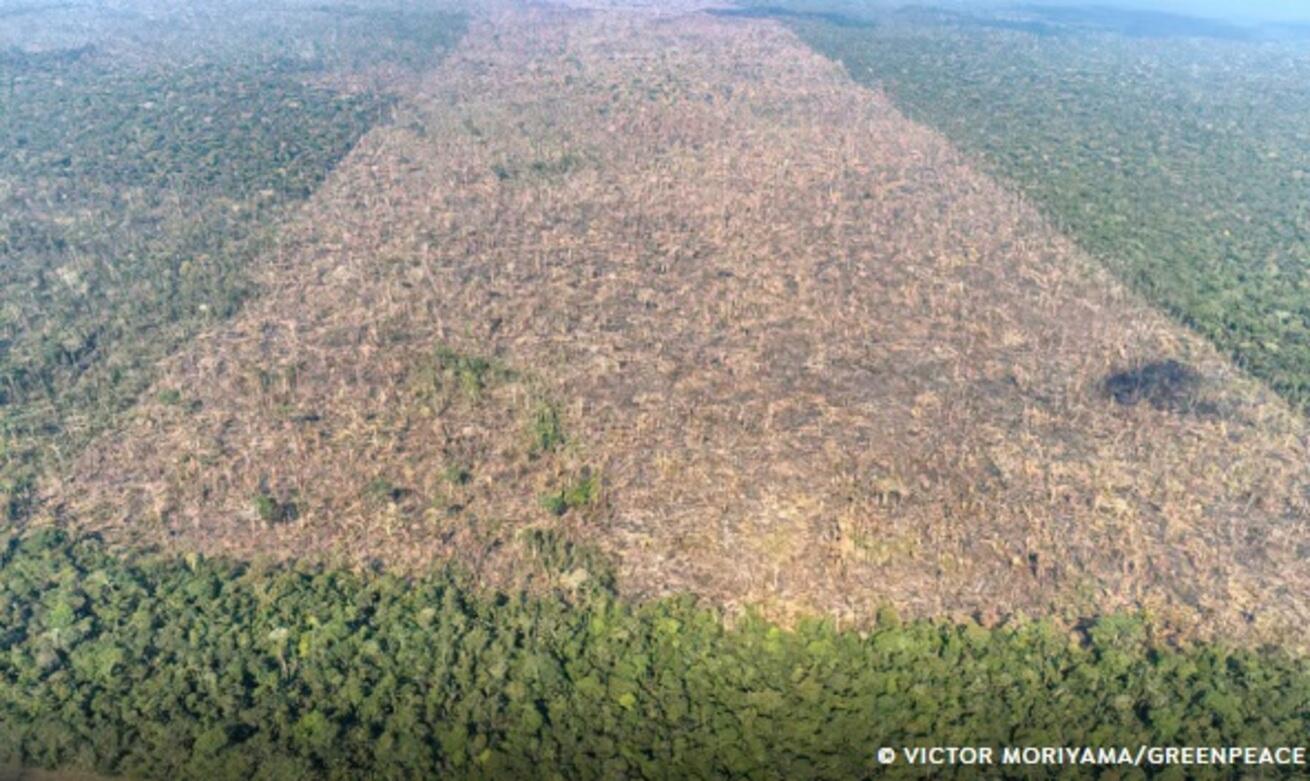 desmatamento-e-responsavel-por-mais-de-28-mil-mortes-anuais-por-calor