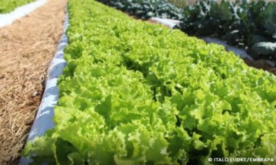 crise-climatica-ameaca-cultivo-de-alface-em-campo-aberto,-diz-embrapa