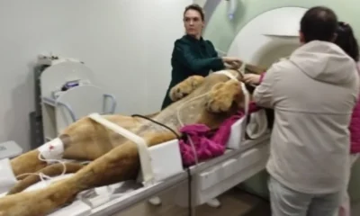 ressonancia-magnetica-de-leao-mobiliza-equipe-de-mais-de-12-pessoas-–-folha-de-dourados-–-noticias-de-dourados-ms-e-regiao