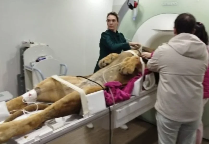 ressonancia-magnetica-de-leao-mobiliza-equipe-de-mais-de-12-pessoas-–-folha-de-dourados-–-noticias-de-dourados-ms-e-regiao