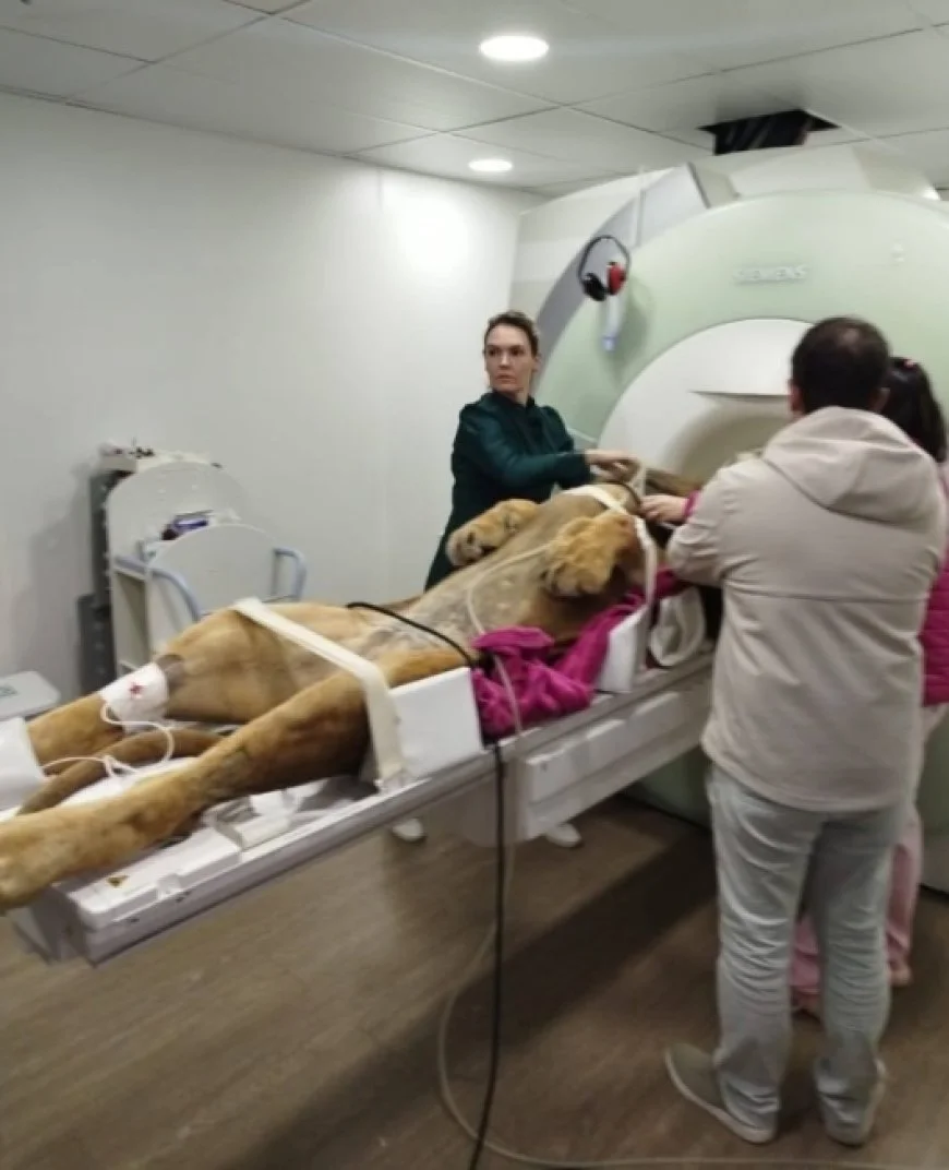 ressonancia-magnetica-de-leao-mobiliza-equipe-de-mais-de-12-pessoas-–-folha-de-dourados-–-noticias-de-dourados-ms-e-regiao