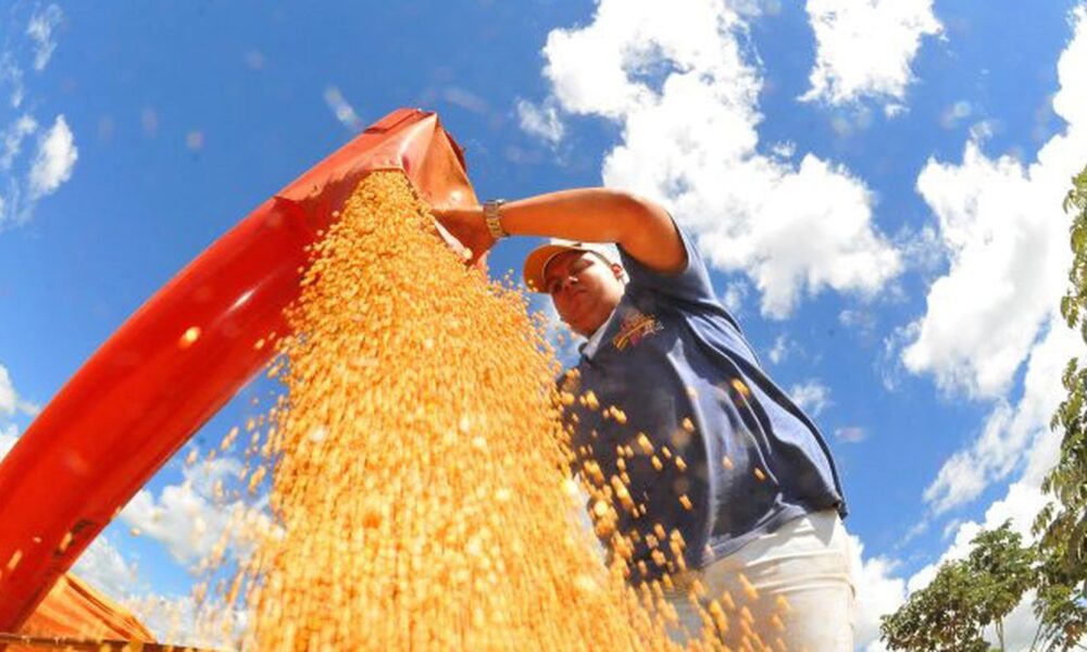 brasil-deve-ter-nova-safra-recorde-de-graos-em-2025/26,-diz-conab