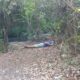 jovem-morto-em-area-de-mata-em-dourados-foi-retirado-de-casa-antes-de-ser-executado-–-folha-de-dourados-–-noticias-de-dourados-ms-e-regiao