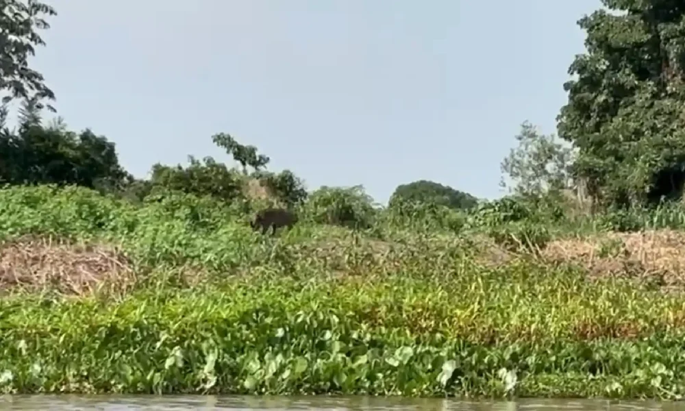 entre-o-medo-e-o-fascinio,-avistar-uma-onca-no-pantanal-e-experiencia-inesquecivel