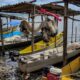 inicio-do-defeso-da-piracema-restringe-pesca-comercial-no-pais