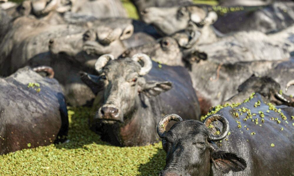 fazendeiro-planeja-criar-“universidade-do-bufalo”-na-ilha-de-marajo